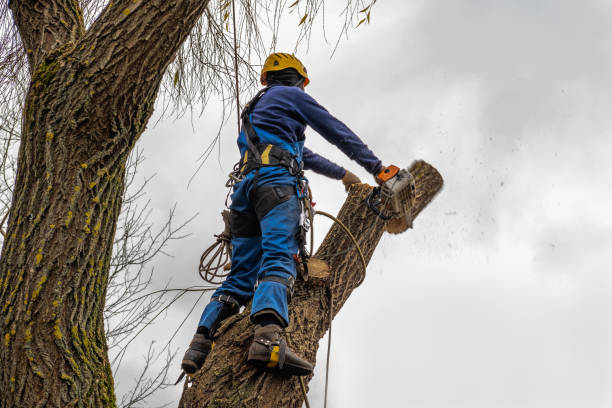 Best Emergency Tree Removal  in Patrick Springs, VA