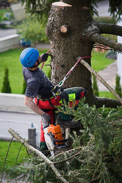 Best Commercial Tree Services  in Patrick Springs, VA