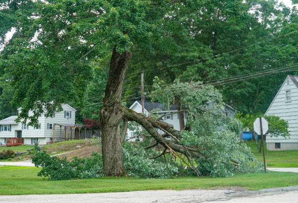 Best Root Management and Removal  in Patrick Springs, VA